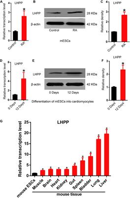 LHPP-Mediated Histidine Dephosphorylation Suppresses the Self-Renewal of Mouse Embryonic Stem Cells